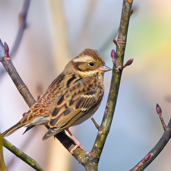 Rustic Bunting 長野県 Sat, 12/2/2023