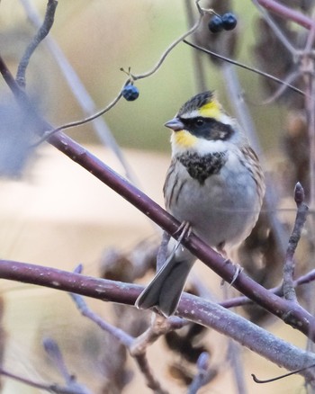 Fri, 12/1/2023 Birding report at 長野県