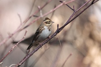 Rustic Bunting 長野県 Fri, 12/1/2023