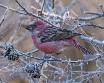 Pallas's Rosefinch 長野県 Fri, 12/1/2023