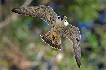 ハヤブサ 青葉山公園 2024年4月7日(日)