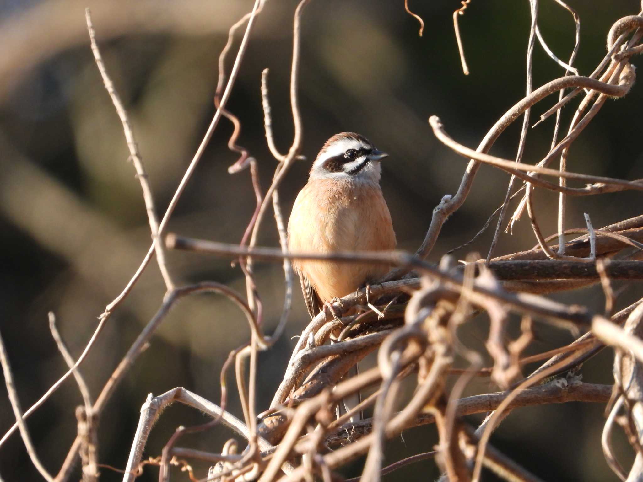 Meadow Bunting