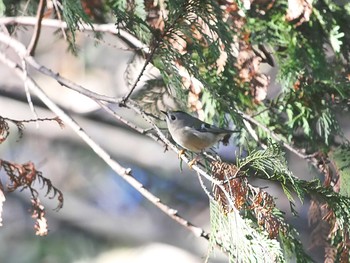 キクイタダキ 手賀の丘公園 2018年12月15日(土)