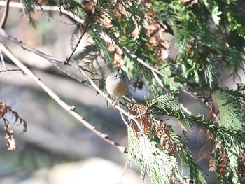 キクイタダキ 手賀の丘公園 2018年12月15日(土)