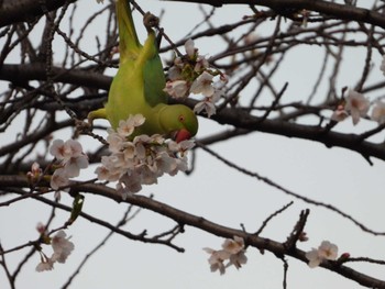 2024年4月7日(日) 等々力緑地の野鳥観察記録