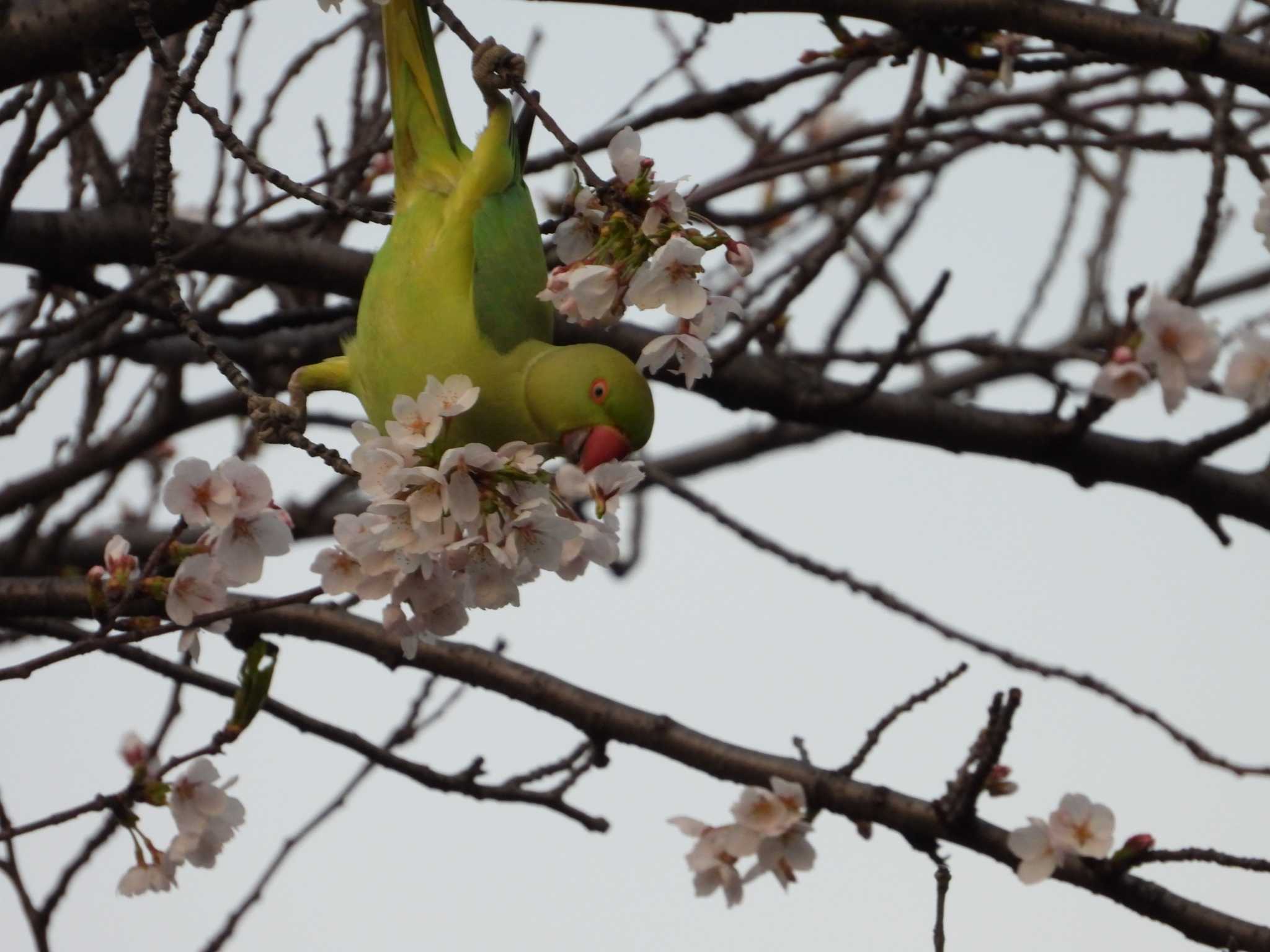 Photo of Indian Rose-necked Parakeet at 等々力緑地 by ヨシテル