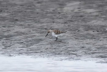 ヒメハマシギ 船橋三番瀬 2024年4月6日(土)