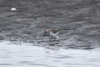 ヒメハマシギ 船橋三番瀬 2024年4月6日(土)