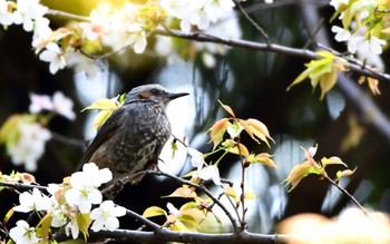 ヒヨドリ かぶと塚公園 2024年3月31日(日)