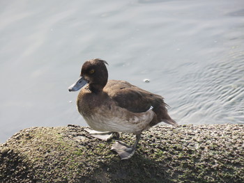 キンクロハジロ 幕張海浜公園 2018年11月26日(月)