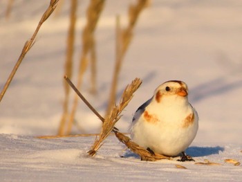 Snow Bunting 鵡川河口 Sun, 1/28/2024