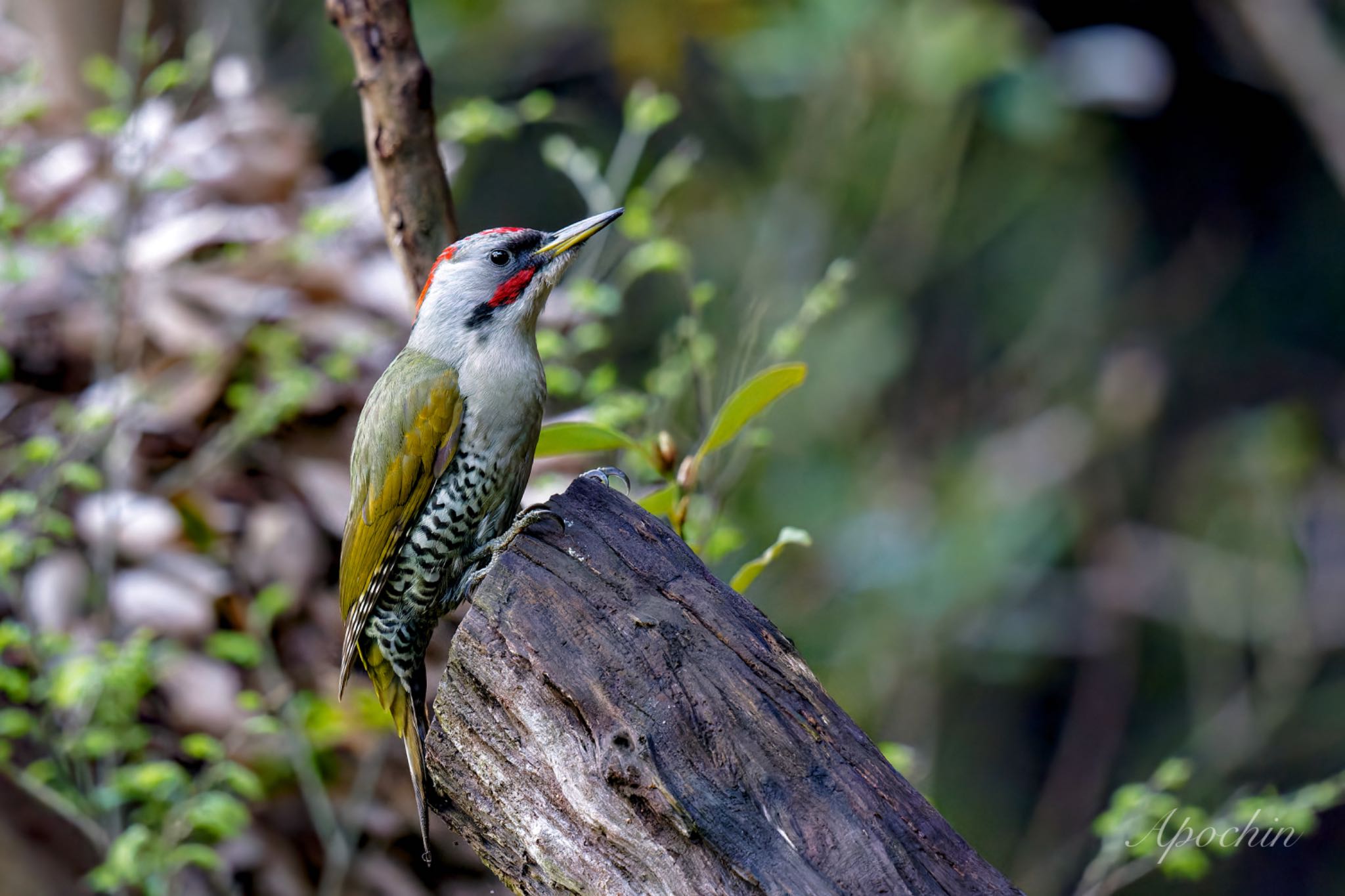 Japanese Green Woodpecker