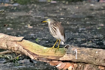 Chinese Pond Heron ベトナム Sun, 3/31/2024