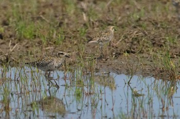 Pacific Golden Plover Inashiki Tue, 4/2/2024