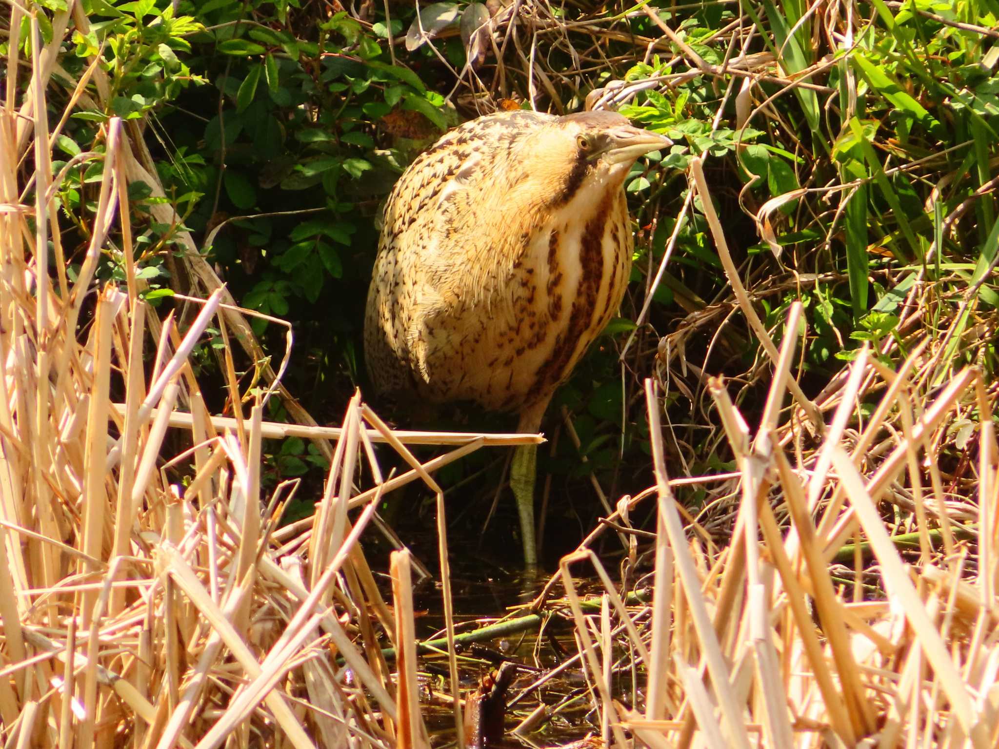 Eurasian Bittern