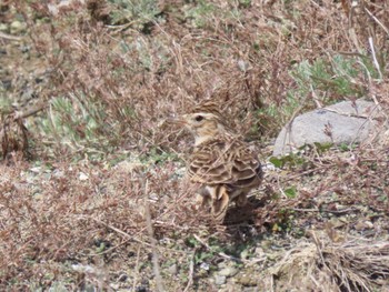 Eurasian Skylark 蒲生干潟(仙台市) Thu, 4/4/2024