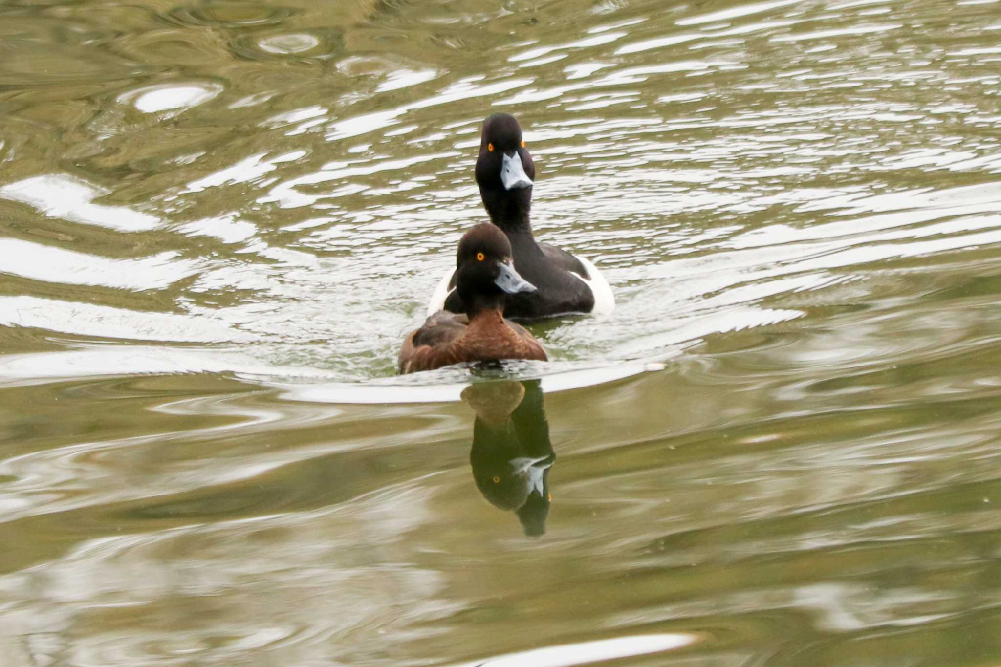 Tufted Duck