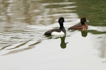 キンクロハジロ 三ツ池公園(横浜市鶴見区) 2024年4月3日(水)