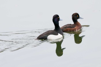 キンクロハジロ 三ツ池公園(横浜市鶴見区) 2024年4月3日(水)