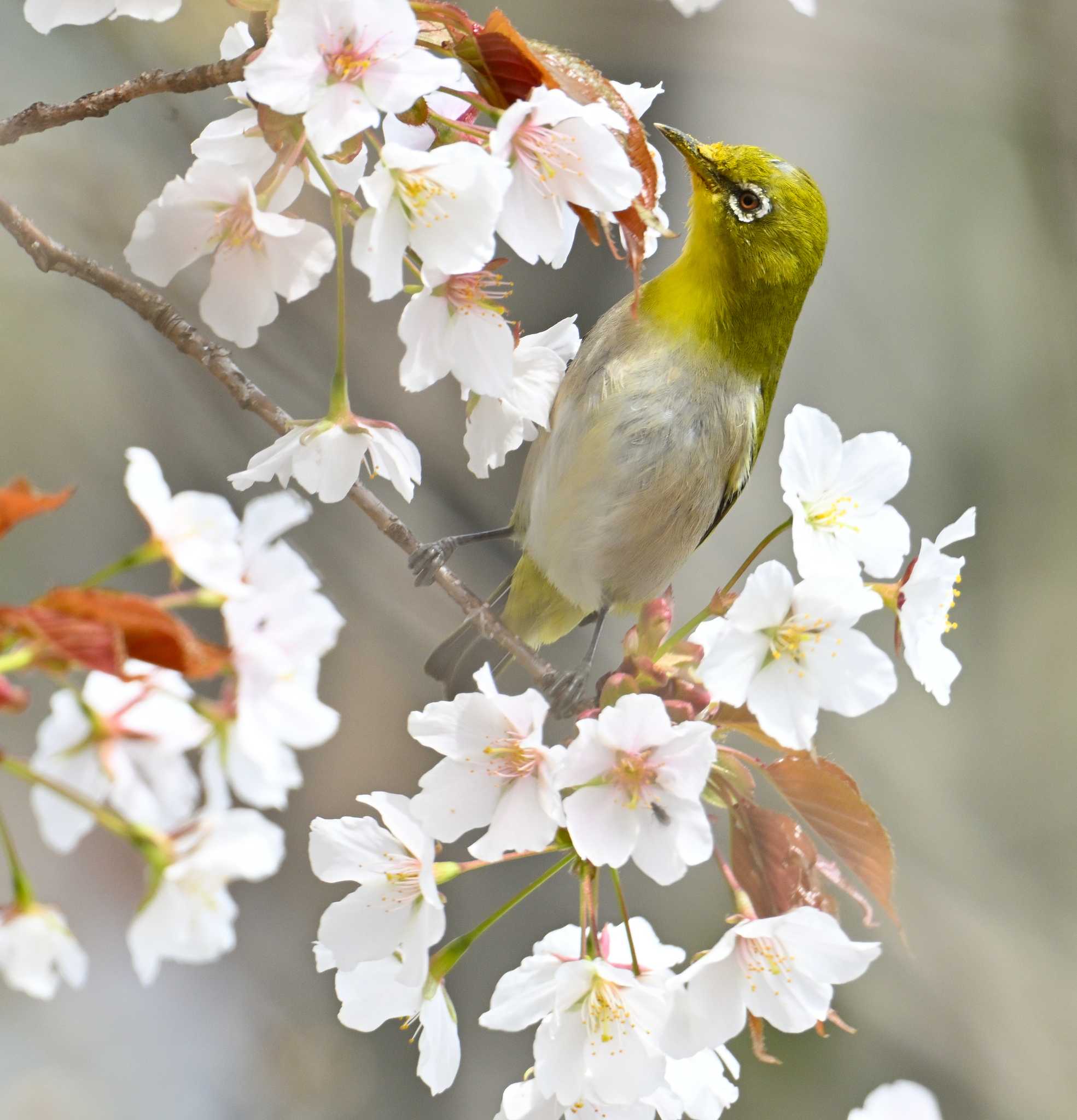 Warbling White-eye