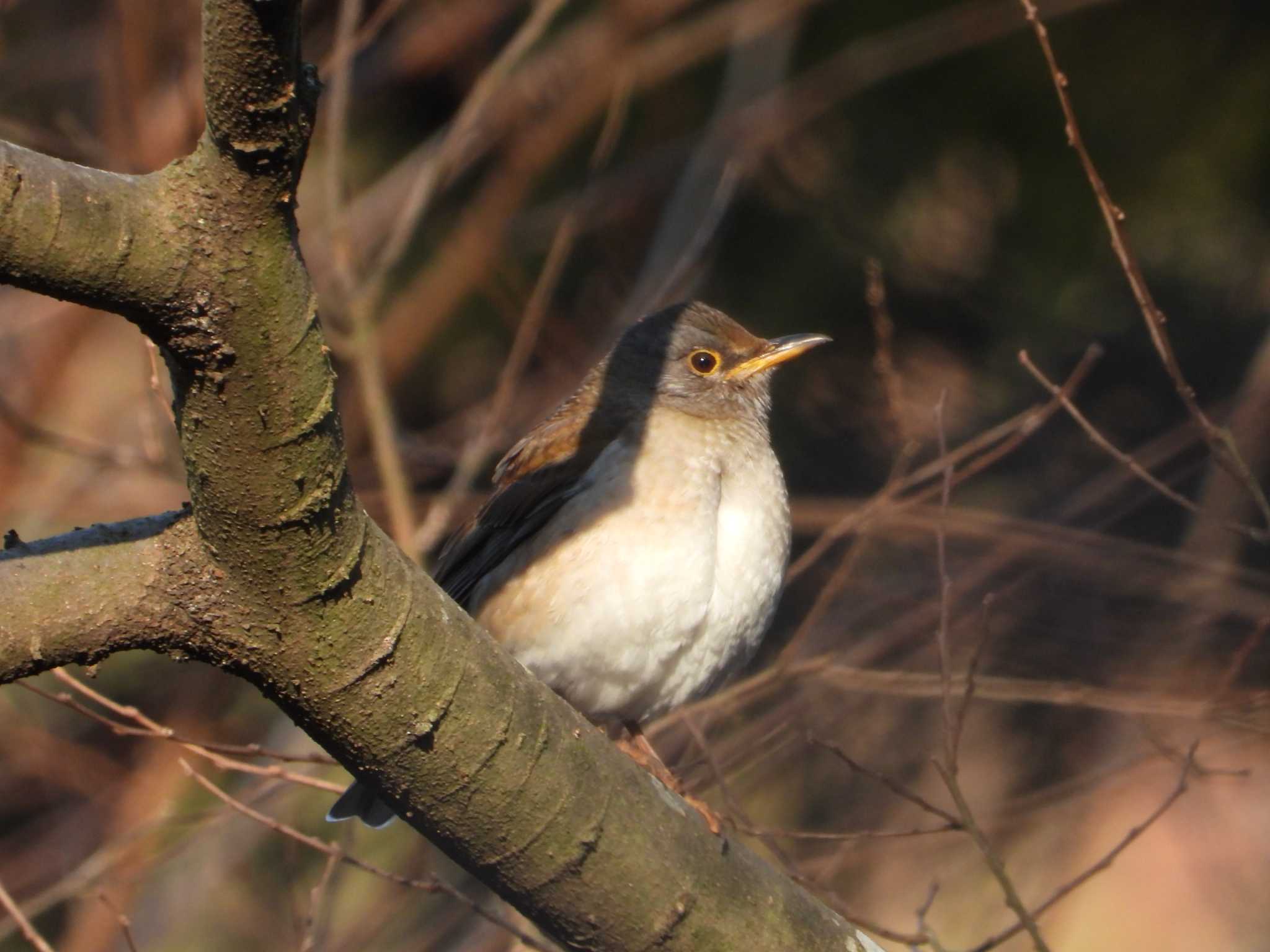 Pale Thrush