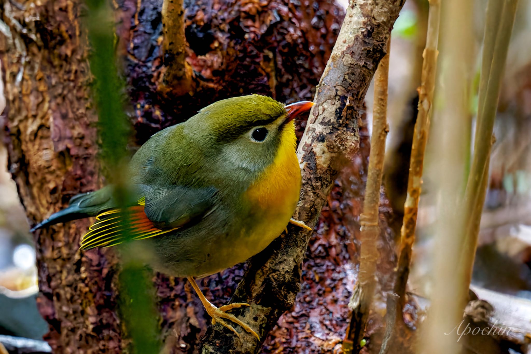 Red-billed Leiothrix