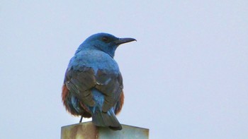 Blue Rock Thrush 自宅前 Fri, 4/5/2024