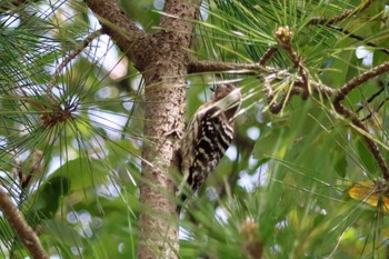 Japanese Pygmy Woodpecker 松尾寺公園 Sat, 4/6/2024