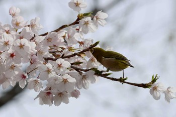 メジロ 松尾寺公園 2024年4月6日(土)