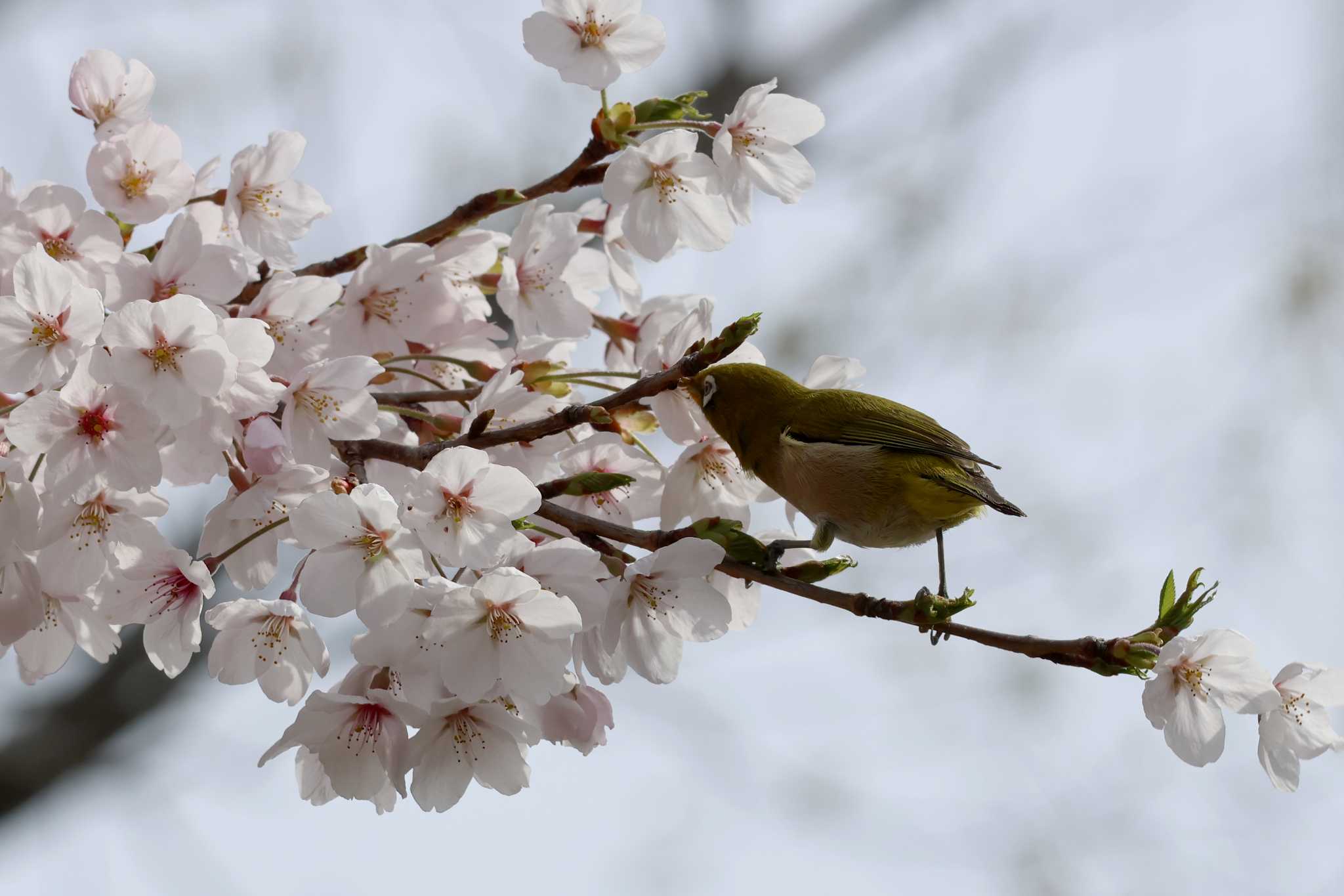 松尾寺公園 メジロの写真 by アカウント10297