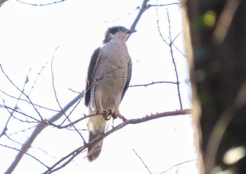 Eurasian Goshawk Mizumoto Park Wed, 3/20/2024