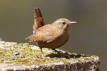 Sun, 4/7/2024 Birding report at 五色沼