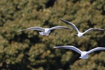 ユリカモメ 明石公園 2024年3月3日(日)