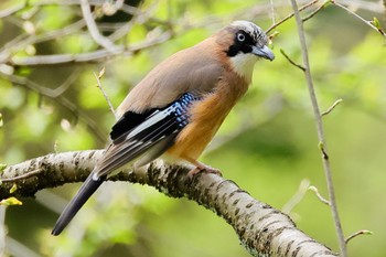 Eurasian Jay 西山公園 Sun, 4/7/2024