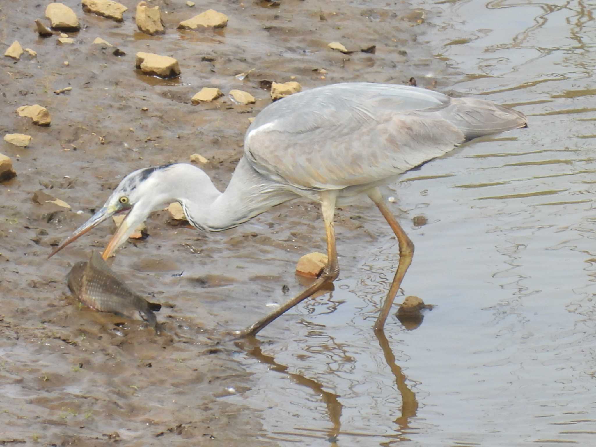 Photo of Grey Heron at Watarase Yusuichi (Wetland) by カズー