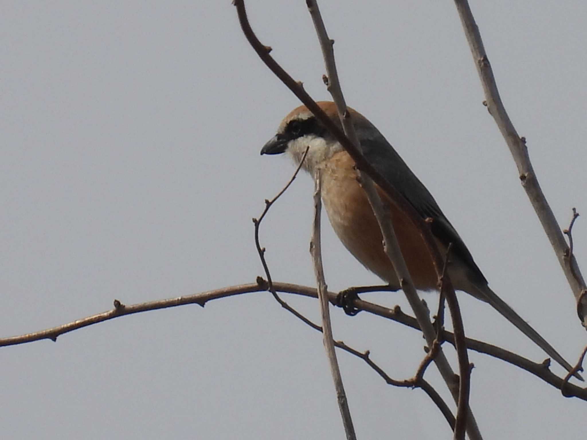 Bull-headed Shrike