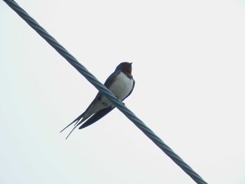 Barn Swallow 平和の森公園、妙正寺川 Sat, 4/6/2024