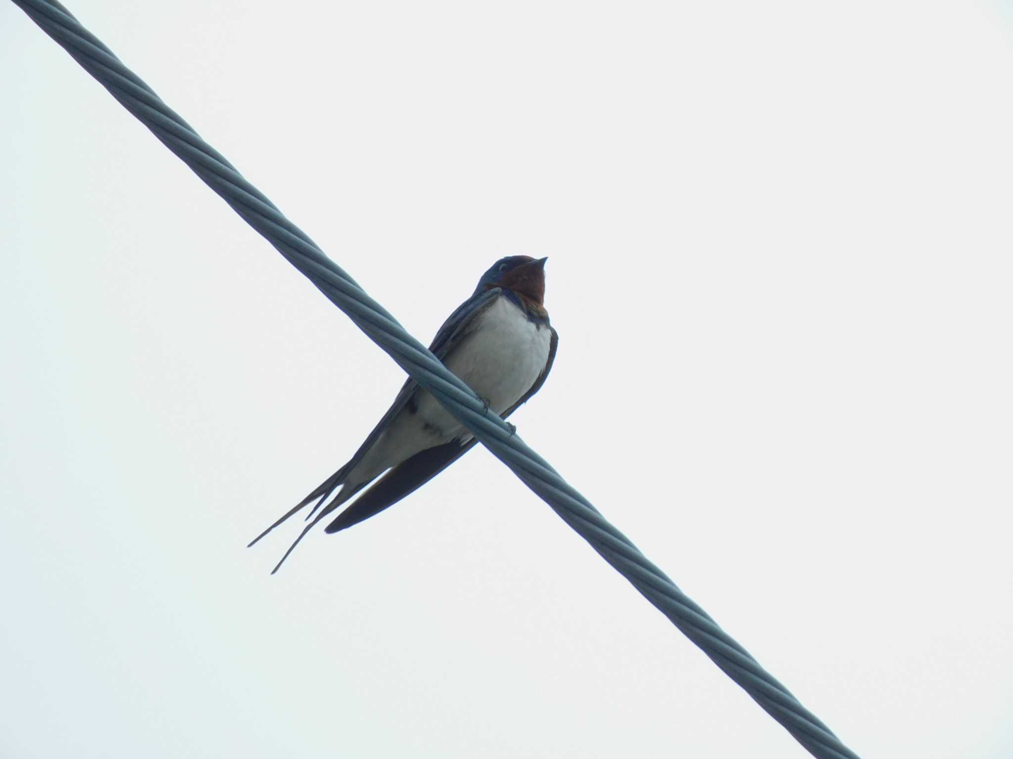 Photo of Barn Swallow at 平和の森公園、妙正寺川 by morinokotori