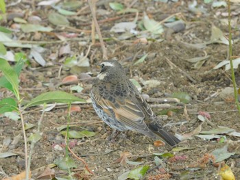 ツグミ 平和の森公園、妙正寺川 2024年4月6日(土)