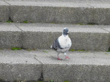 Rock Dove 平和の森公園、妙正寺川 Sat, 4/6/2024