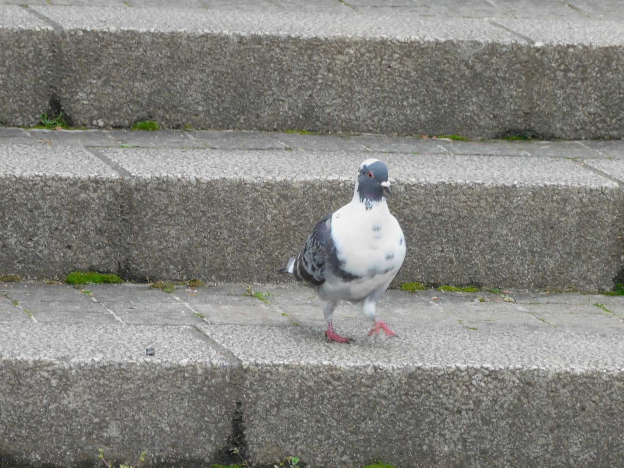 Photo of Rock Dove at 平和の森公園、妙正寺川 by morinokotori