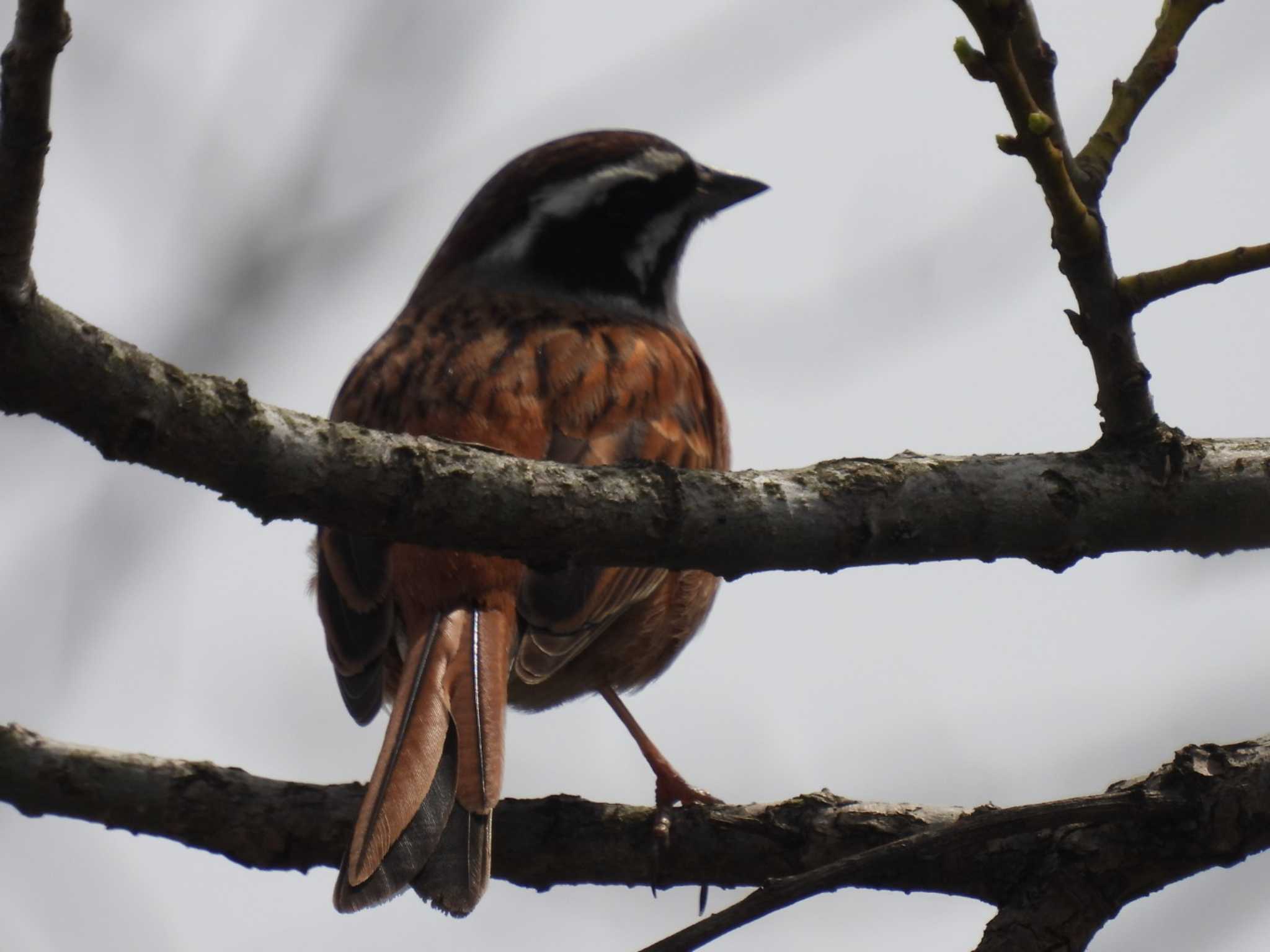 Photo of Meadow Bunting at Watarase Yusuichi (Wetland) by カズー