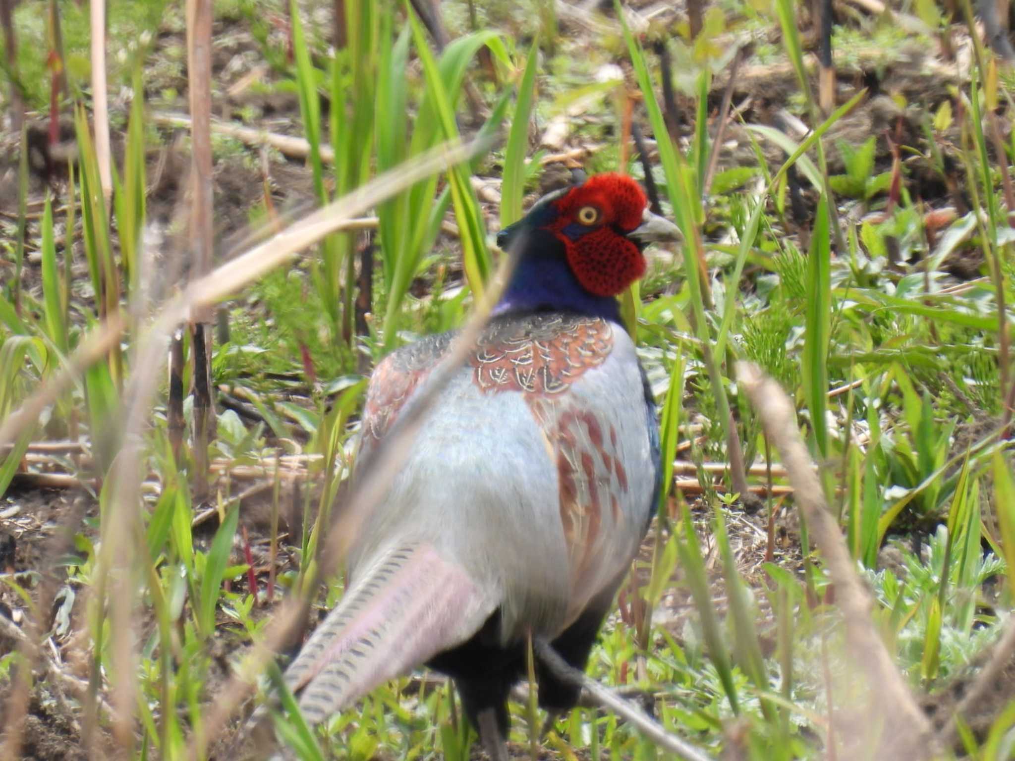 Photo of Green Pheasant at Watarase Yusuichi (Wetland) by カズー