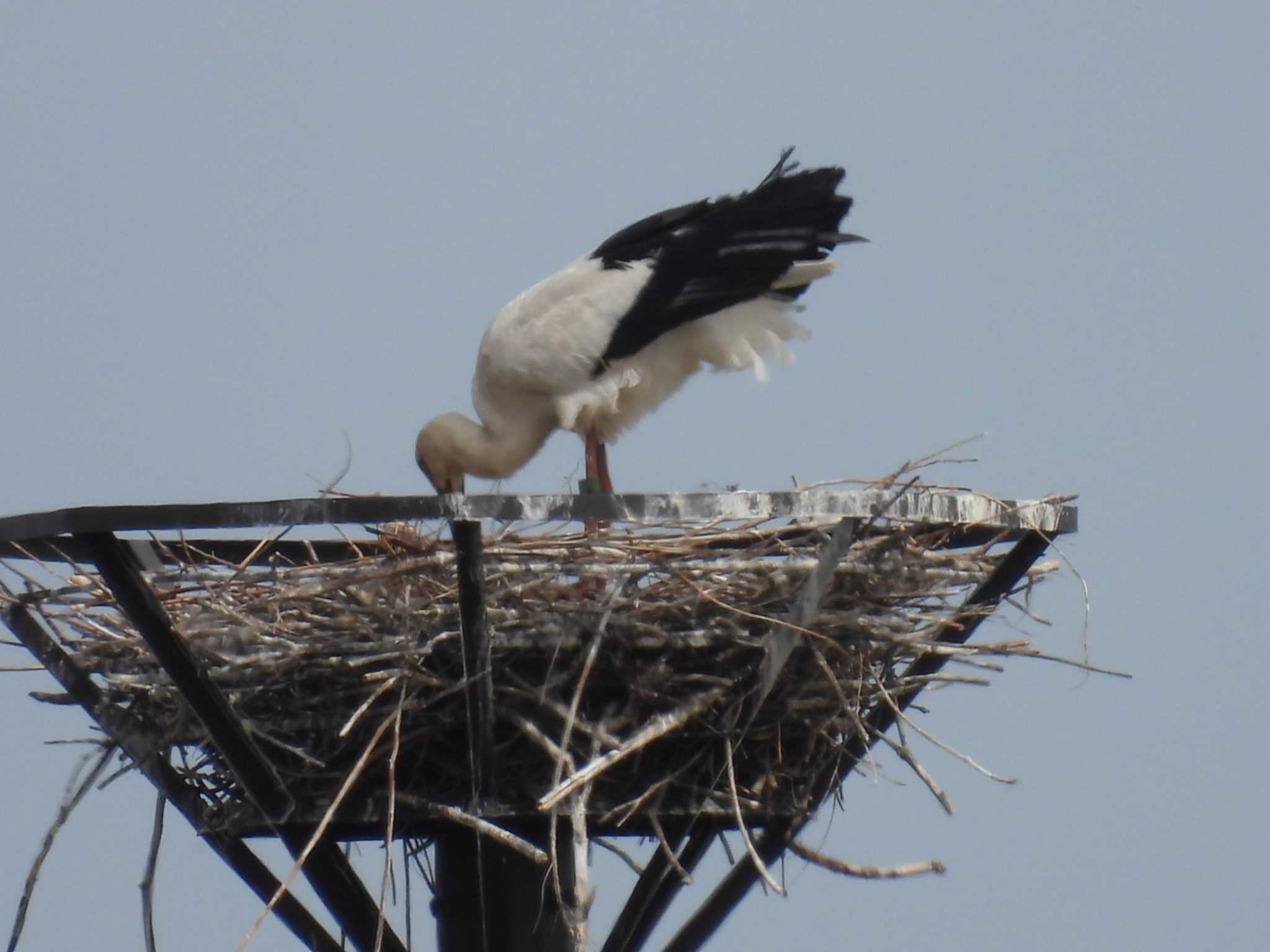 Photo of Oriental Stork at Watarase Yusuichi (Wetland) by カズー