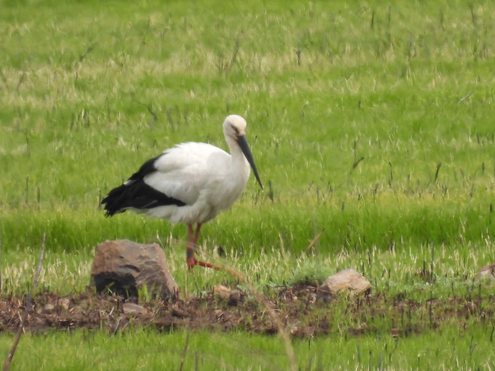 Photo of Oriental Stork at Watarase Yusuichi (Wetland) by カズー