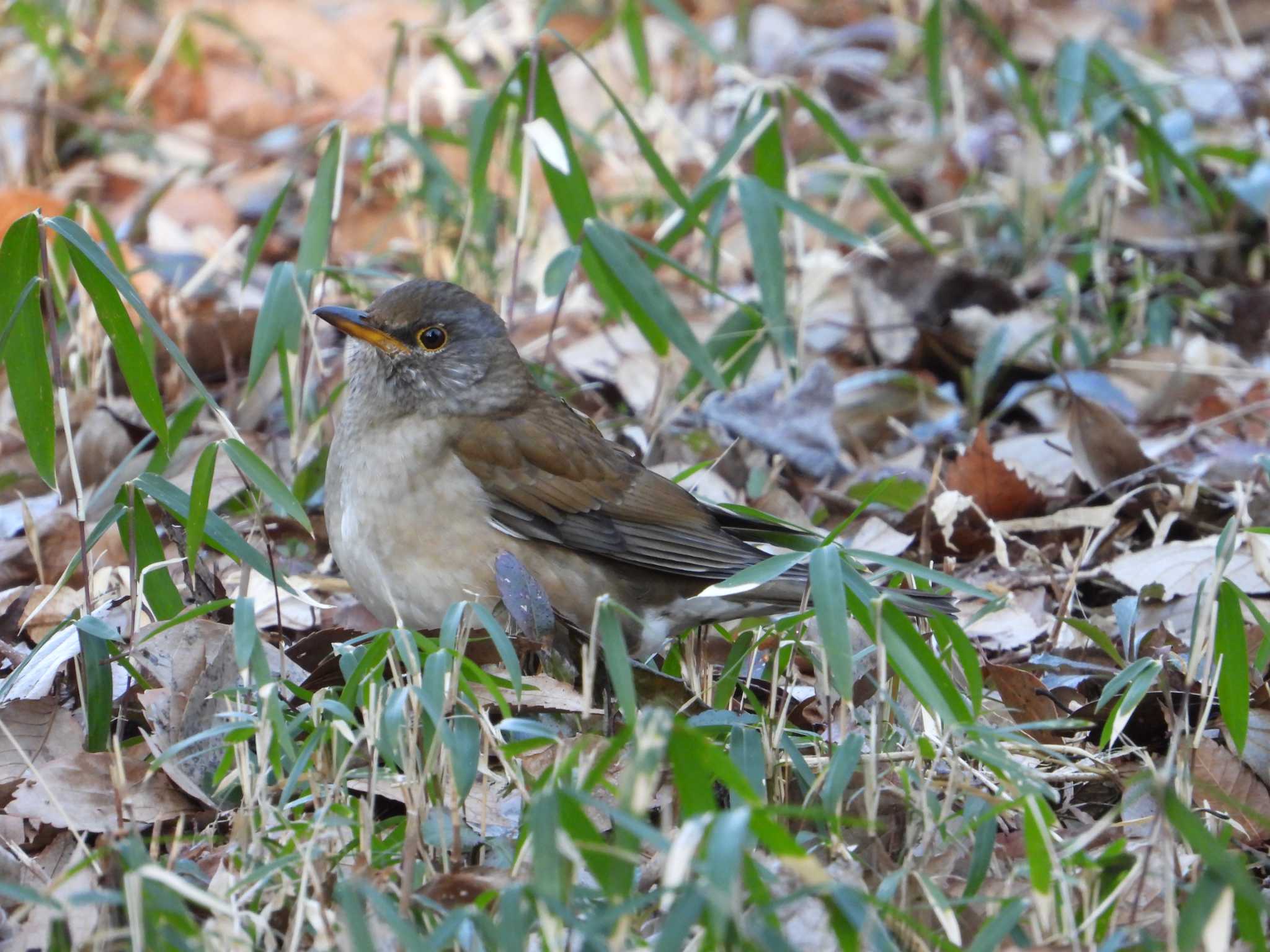 Pale Thrush