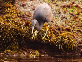 Pacific Reef Heron 真鶴岬 Tue, 4/2/2024