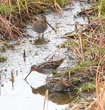 Common Snipe Unknown Spots Sun, 2/18/2024