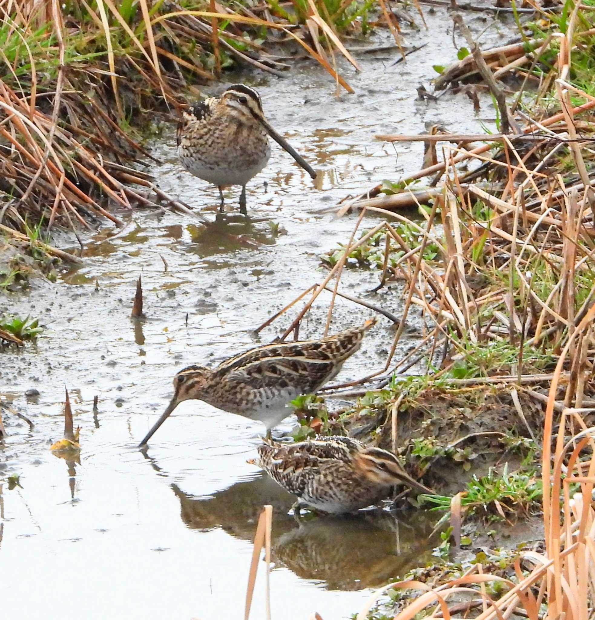 Photo of Common Snipe at  by サジタリウスの眼