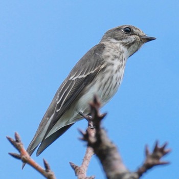 Grey-streaked Flycatcher Tokyo Port Wild Bird Park Sun, 10/16/2022